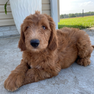 Goldendoodle Puppy Shane