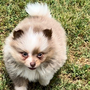 Pomeranian Puppy Curry