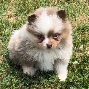 Pomeranian Puppy Curry
