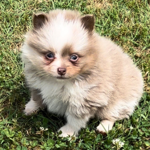 Pomeranian Puppy Curry