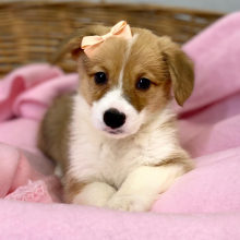 Pembroke Welsh Corgi Puppy Dua