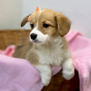 Pembroke Welsh Corgi Puppy Dua
