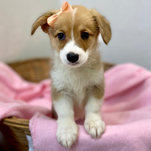 Pembroke Welsh Corgi Puppy Dua