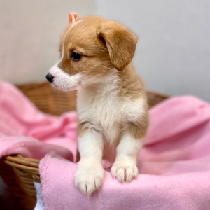 Pembroke Welsh Corgi Puppy Dua