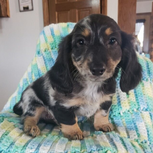 Dachshund Puppy Ty