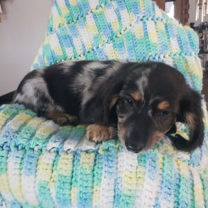 Dachshund Puppy Ty