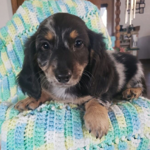 Dachshund Puppy Ty