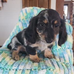 Dachshund Puppy Ty
