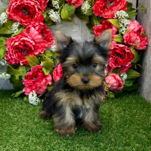 Yorkshire Terrier Puppy Timmy