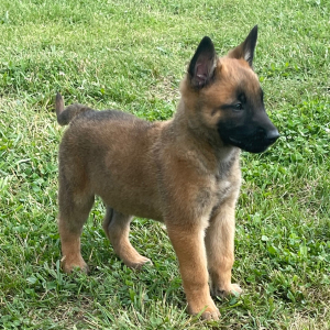 Belgian Malinois Puppy Jayva