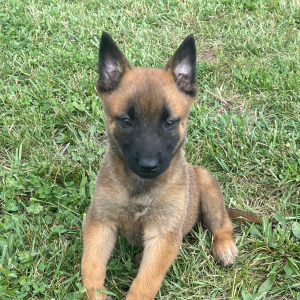 Belgian Malinois Puppy Jayva