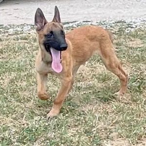 Belgian Malinois Puppy Jayva