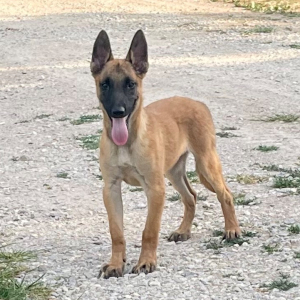Belgian Malinois Puppy Jayva