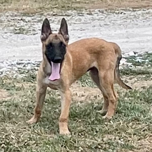 Belgian Malinois Puppy Jayva