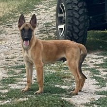 Belgian Malinois Puppy Jayva