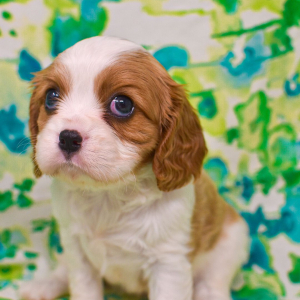 Cavalier King Charles Spaniel Puppy Lolly