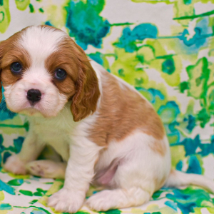 Cavalier King Charles Spaniel Puppy Lolly