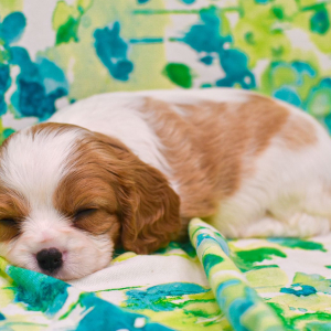 Cavalier King Charles Spaniel Puppy Lolly