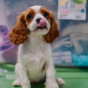 Cavalier King Charles Spaniel Puppy Lolly