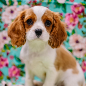 Cavalier King Charles Spaniel Puppy Lolly