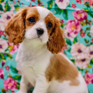 Cavalier King Charles Spaniel Puppy Lolly