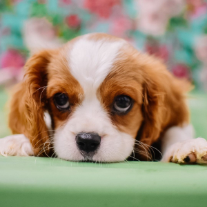 Cavalier King Charles Spaniel Puppy Lolly