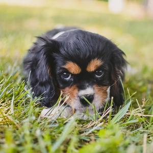 Cavalier King Charles Spaniel Puppy Sipsy