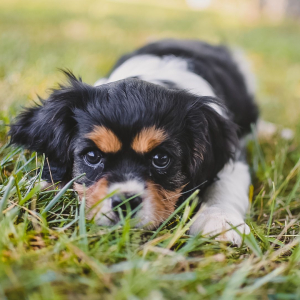 Cavalier King Charles Spaniel Puppy Sipsy