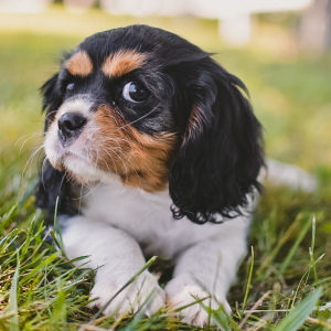 Cavalier King Charles Spaniel Puppy Sipsy
