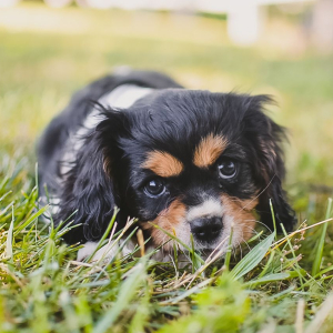 Cavalier King Charles Spaniel Puppy Sipsy