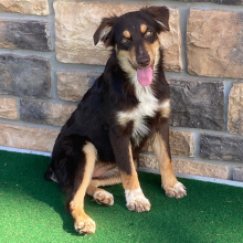 Australian Shepherd Puppy Carly