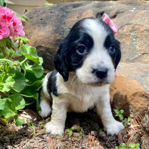 English Springer Spaniel Puppy Merritt