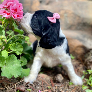 English Springer Spaniel Puppy Merritt
