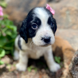 English Springer Spaniel Puppy Merritt