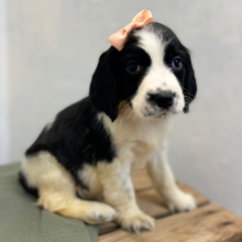English Springer Spaniel Puppy Merritt