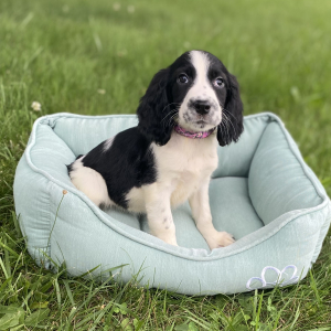 English Springer Spaniel Puppy Merritt