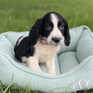 English Springer Spaniel Puppy Merritt