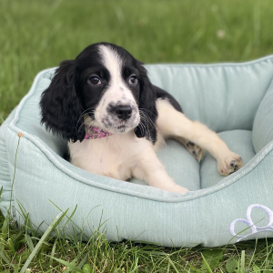 English Springer Spaniel Puppy Merritt