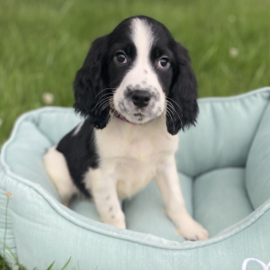 English Springer Spaniel Puppy Merritt