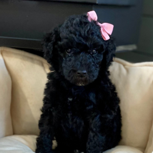 Poodle Puppy Rainy