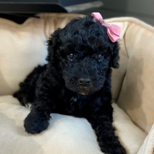 Poodle Puppy Rainy