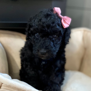 Poodle Puppy Rainy