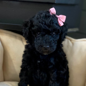 Poodle Puppy Rainy