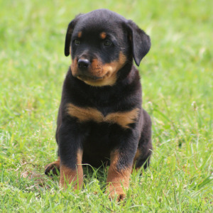 Rottweiler Puppy Athena