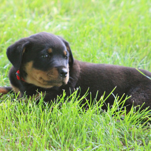 Rottweiler Puppy Athena