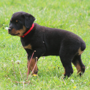 Rottweiler Puppy Athena