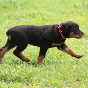 Rottweiler Puppy Athena