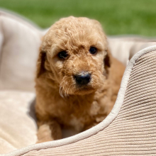 Goldendoodle Puppy Gordy