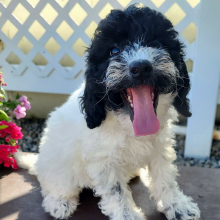 Goldendoodle Puppy Jenni