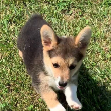 Pembroke Welsh Corgi Puppy Macy